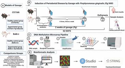 Methylome-wide analysis in systemic microbial-induced experimental periodontal disease in mice with different susceptibility